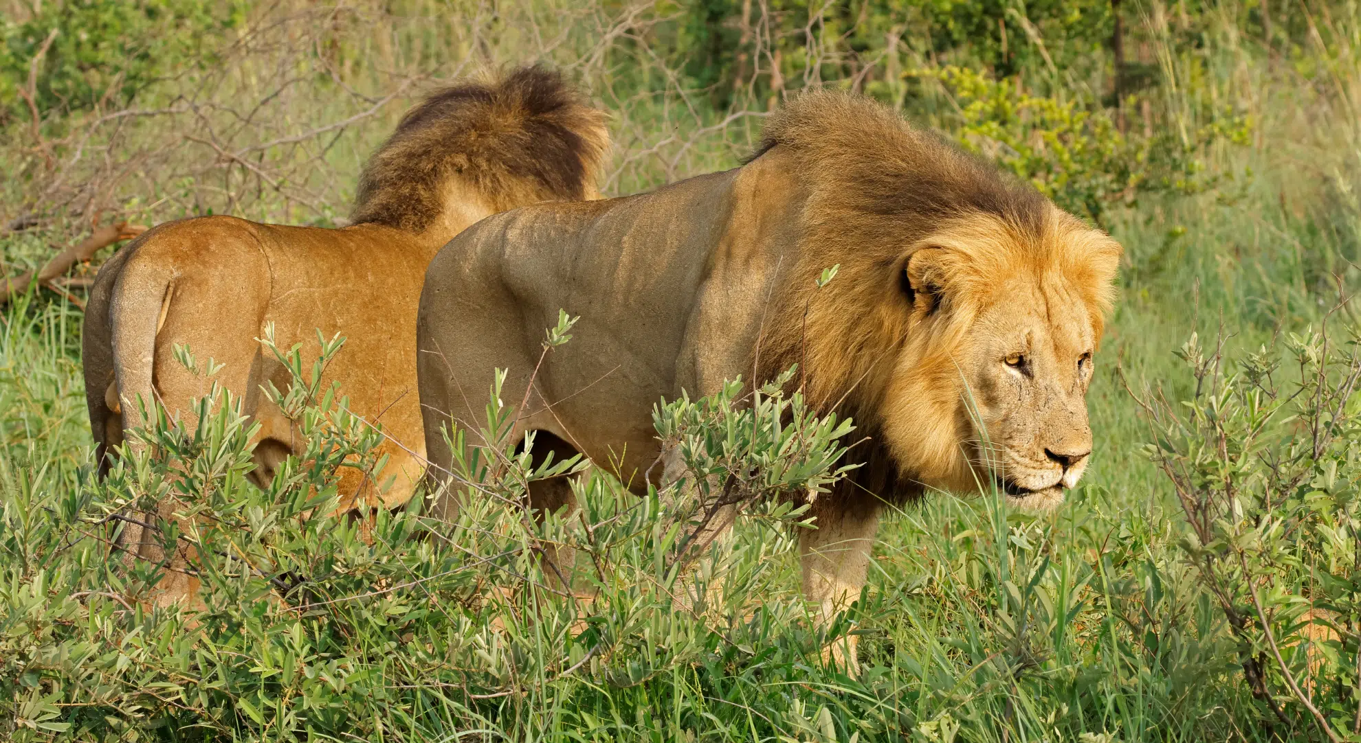 South Africa