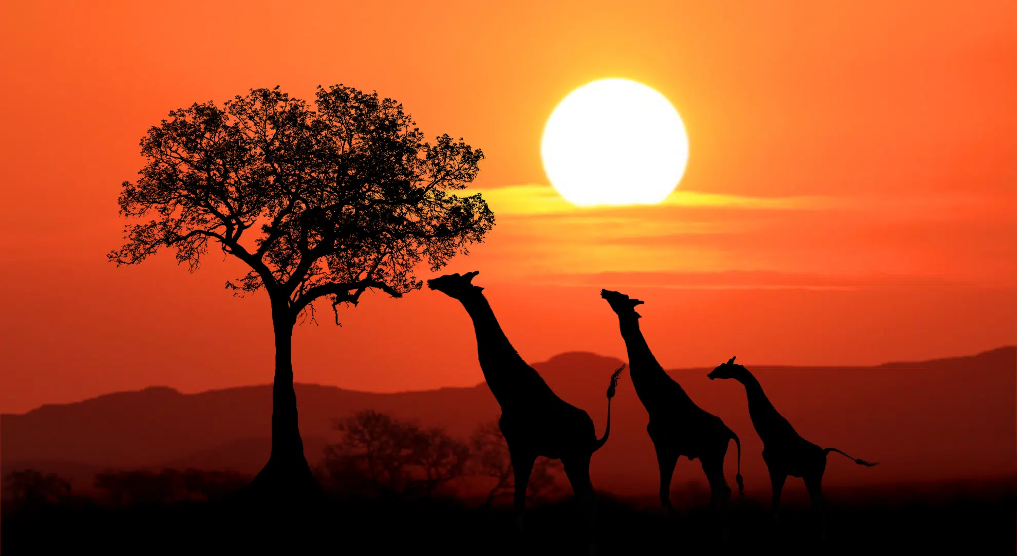 South Africa - safari