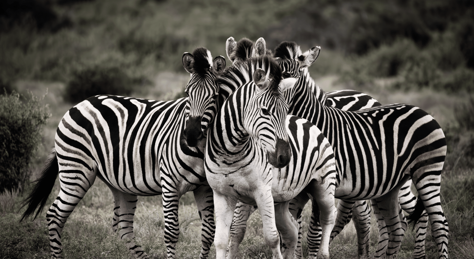 South Africa getting there