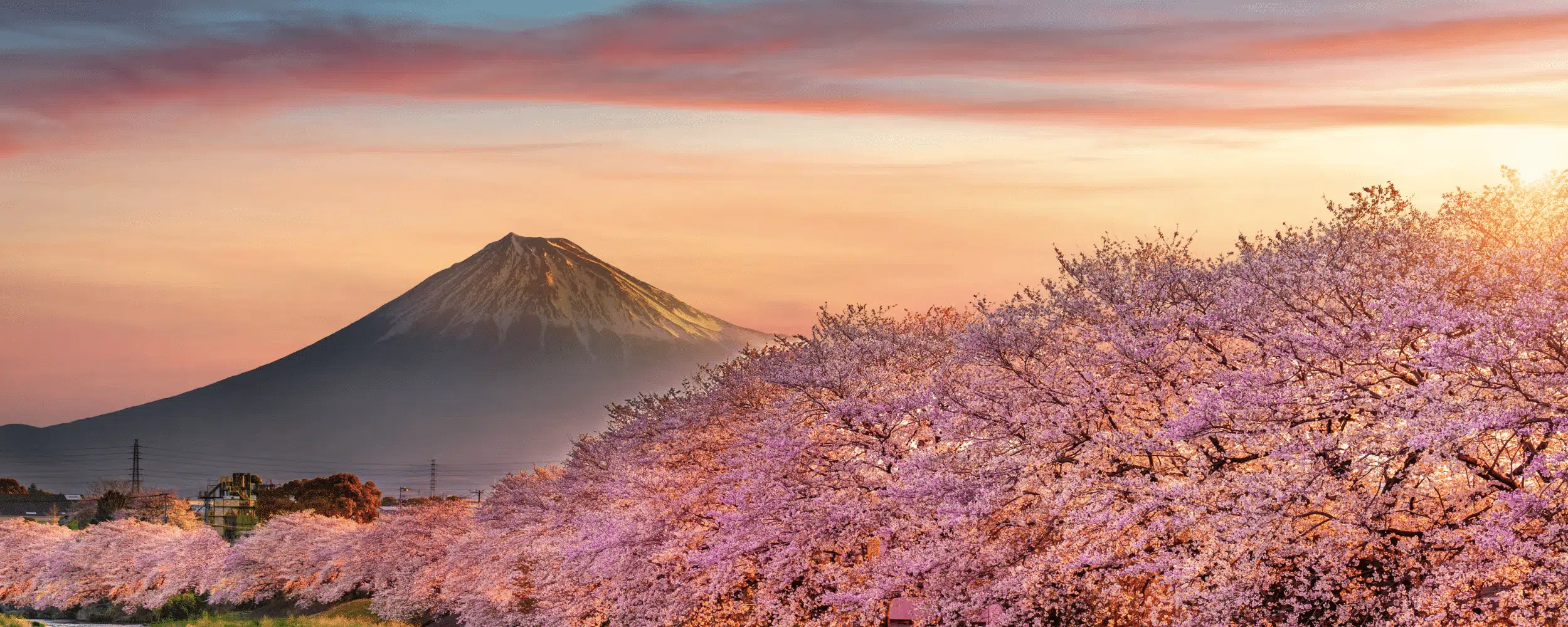 Japan Tour: Sakura Season in Tokyo & Kyoto