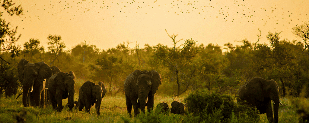 Big Five Safari Experience: Johannesburg to Madikwe