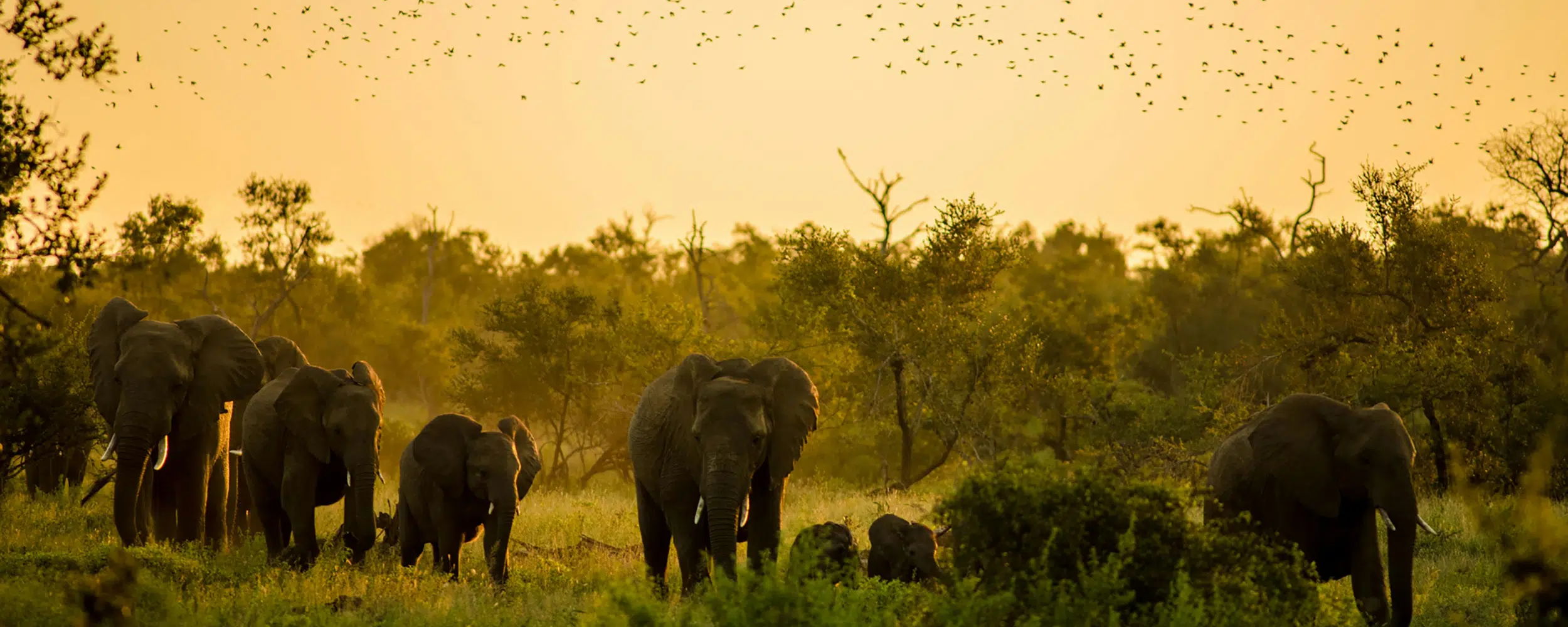 Big Five Safari Experience: Johannesburg to Madikwe