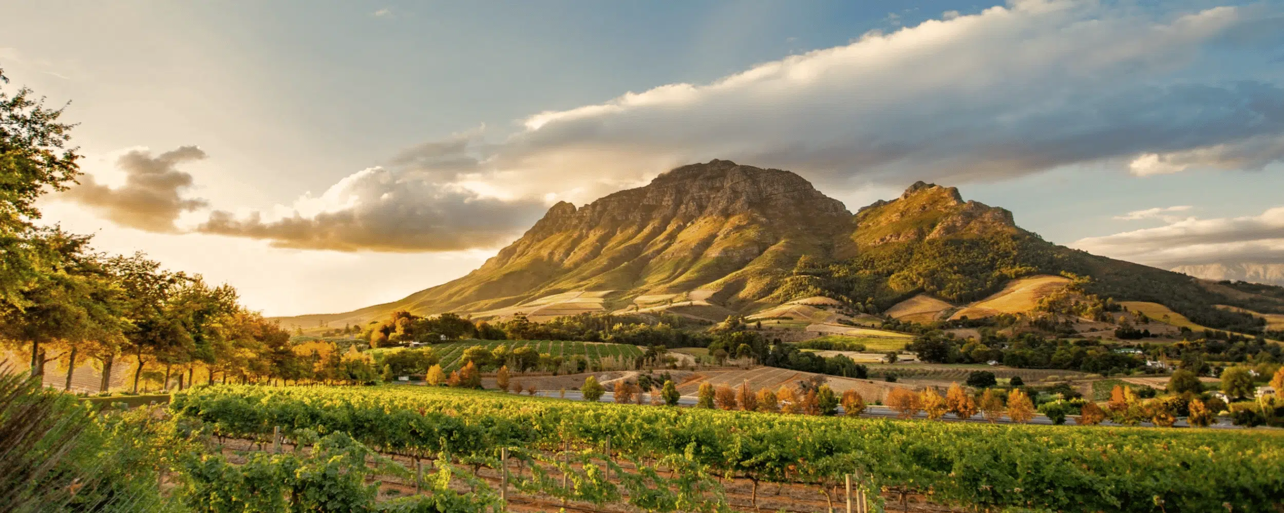 Cape Town & Winelands Luxury Journey With Sabi Sands Safari