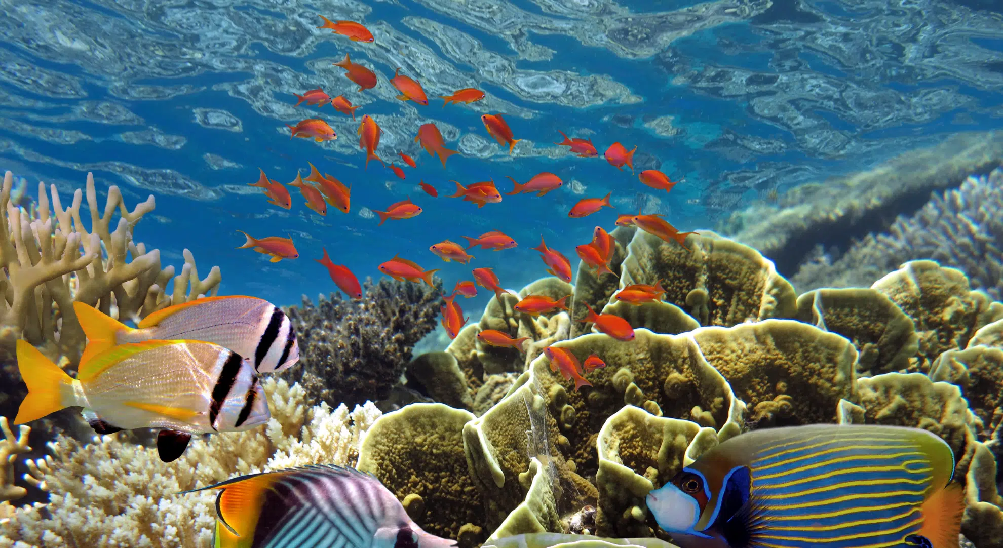 The Maldives