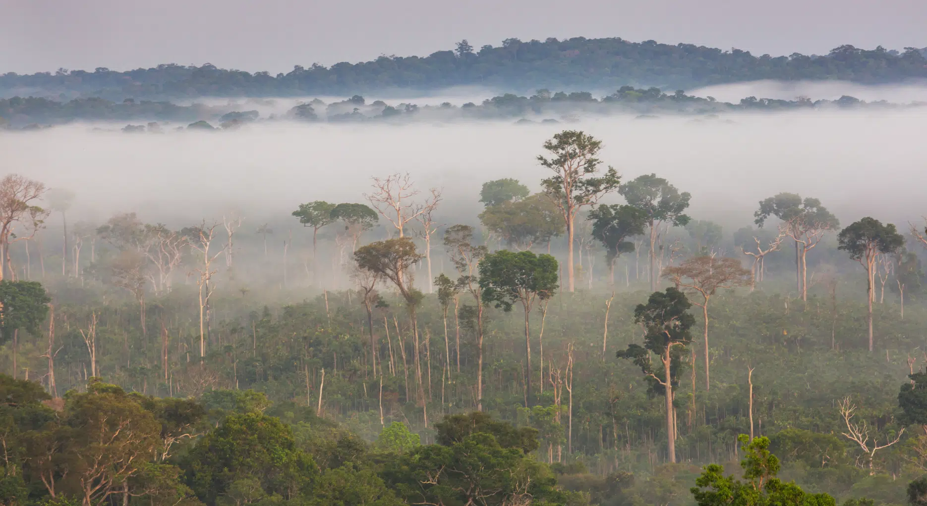 Ultimate Guide to Visiting the Amazon Rainforest in Brazil