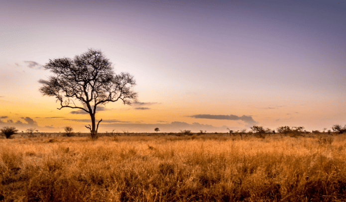 Days 12-13: Farewell Africa