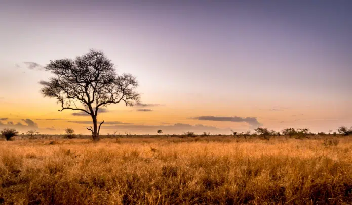 Farewell Africa