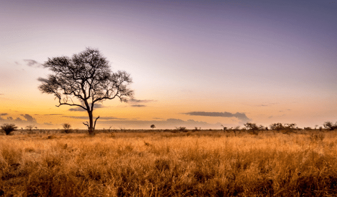 Days 3-4: Kruger National Park