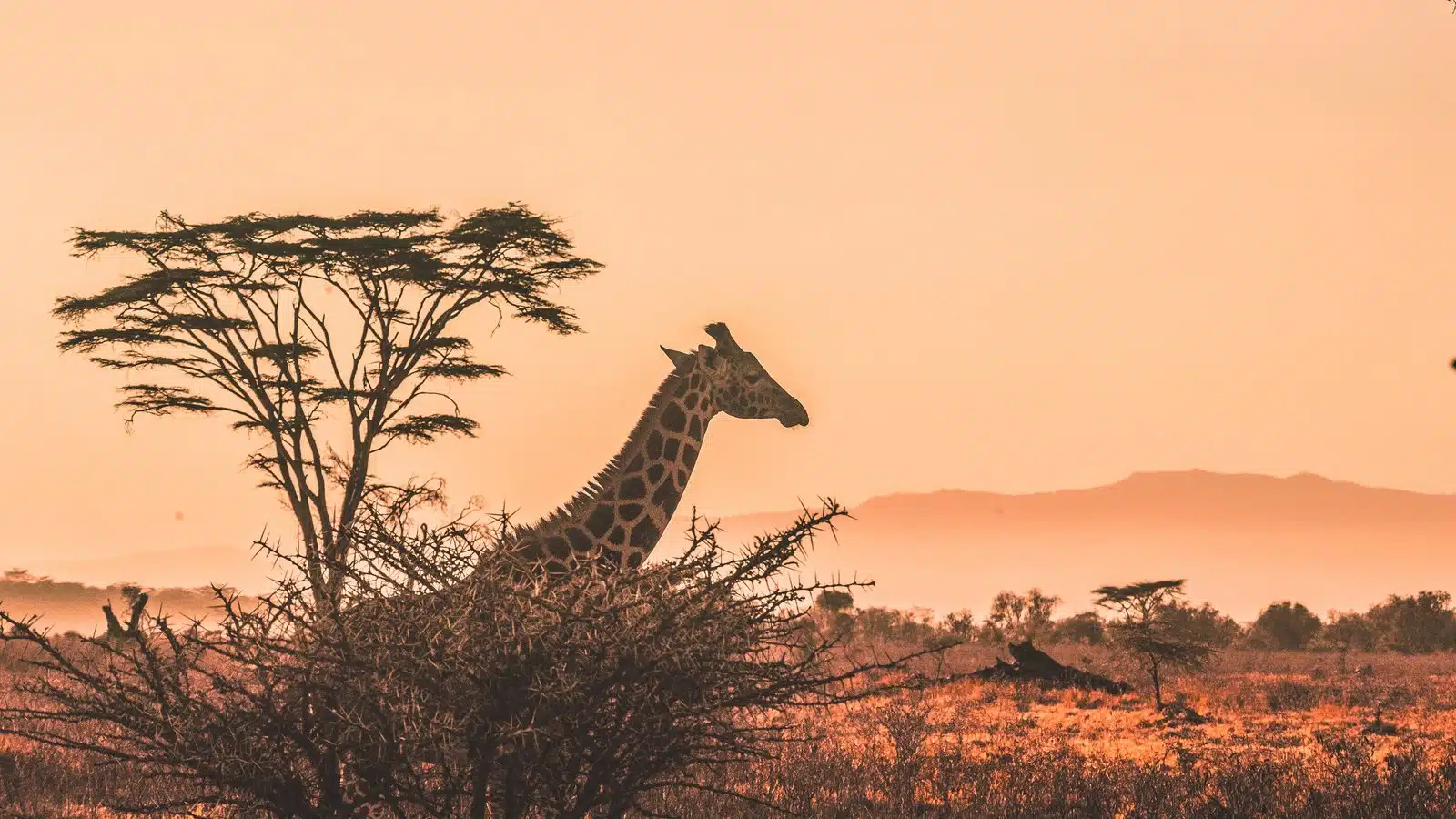 South Africa safari