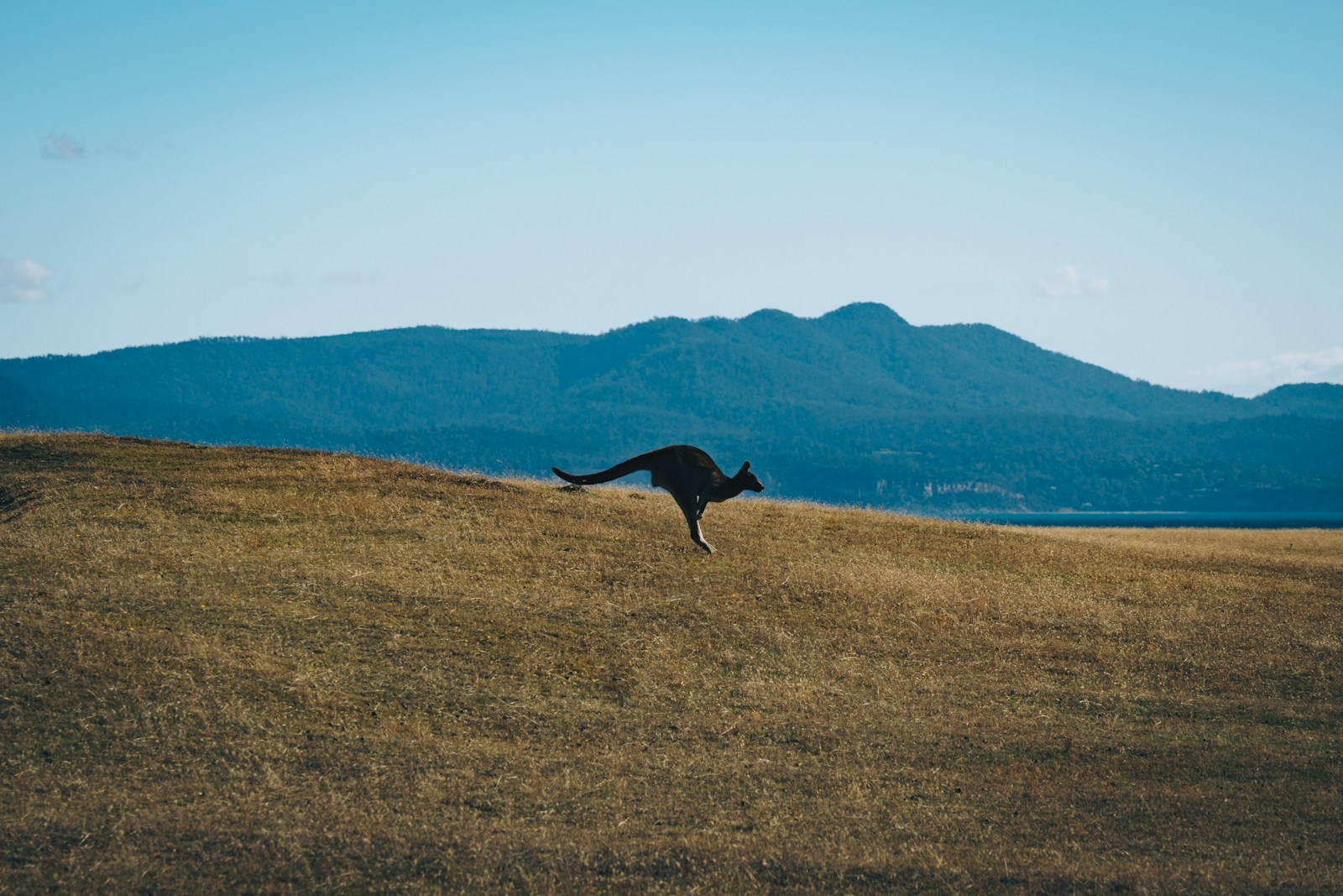 Days 3-5: Kangaroo Island - Heli-Safari