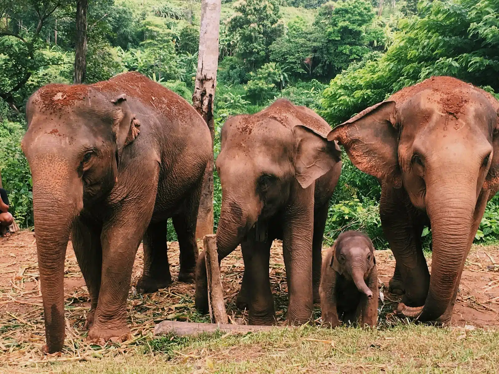 Chiang Mai