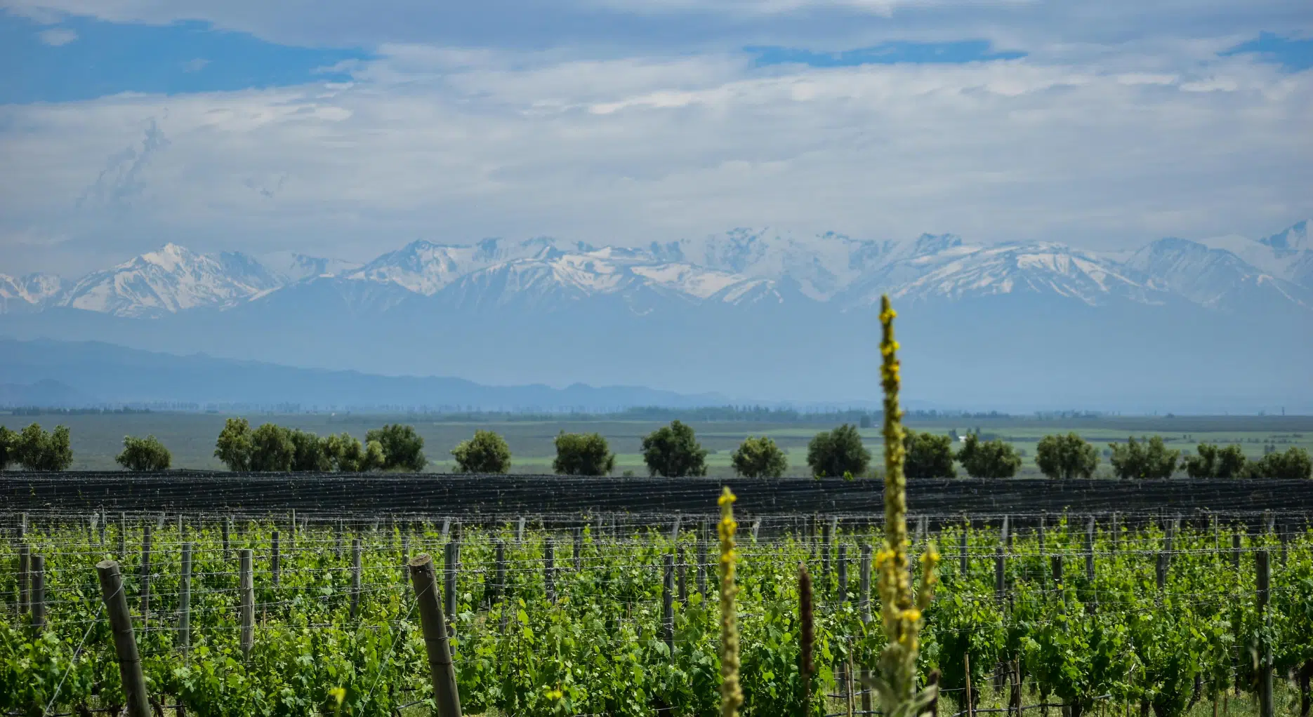 Mendoza