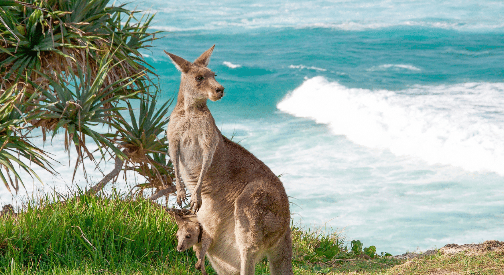 Why Southern Australia Journey with Kangaroo Island Heli-Safari