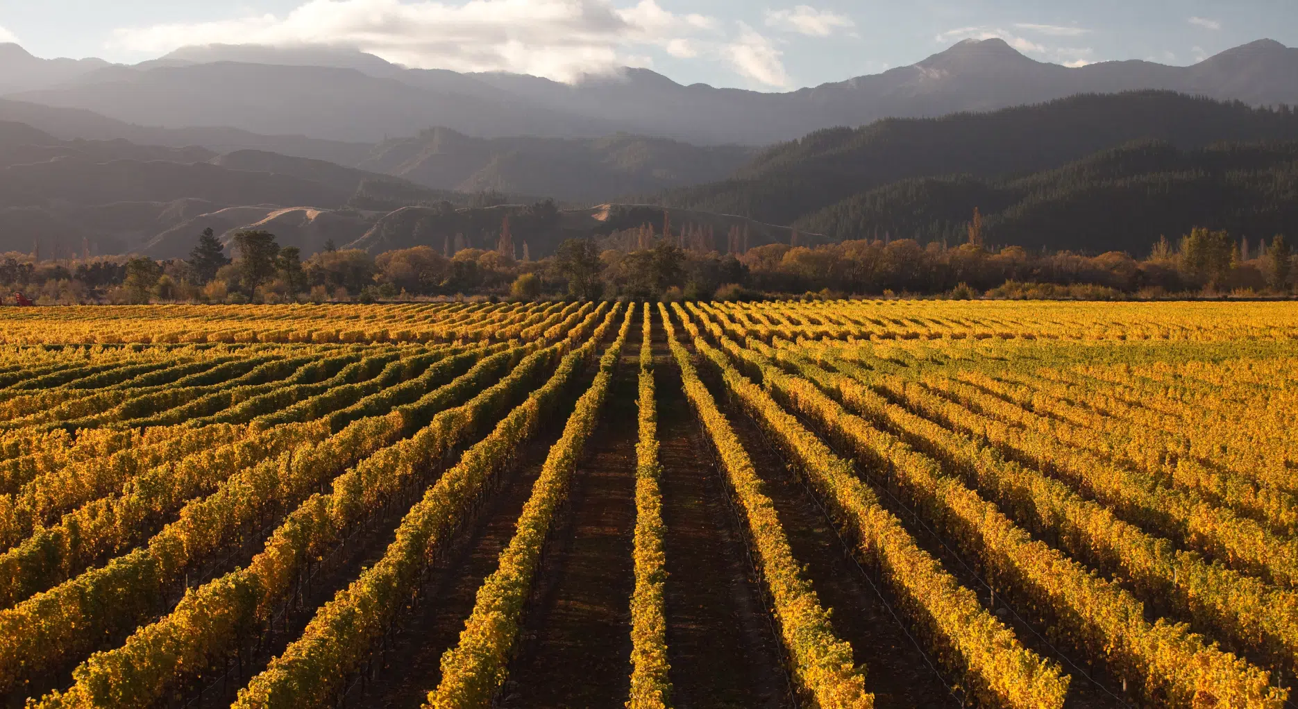 Plan Your New Zealand Wine Region Tour