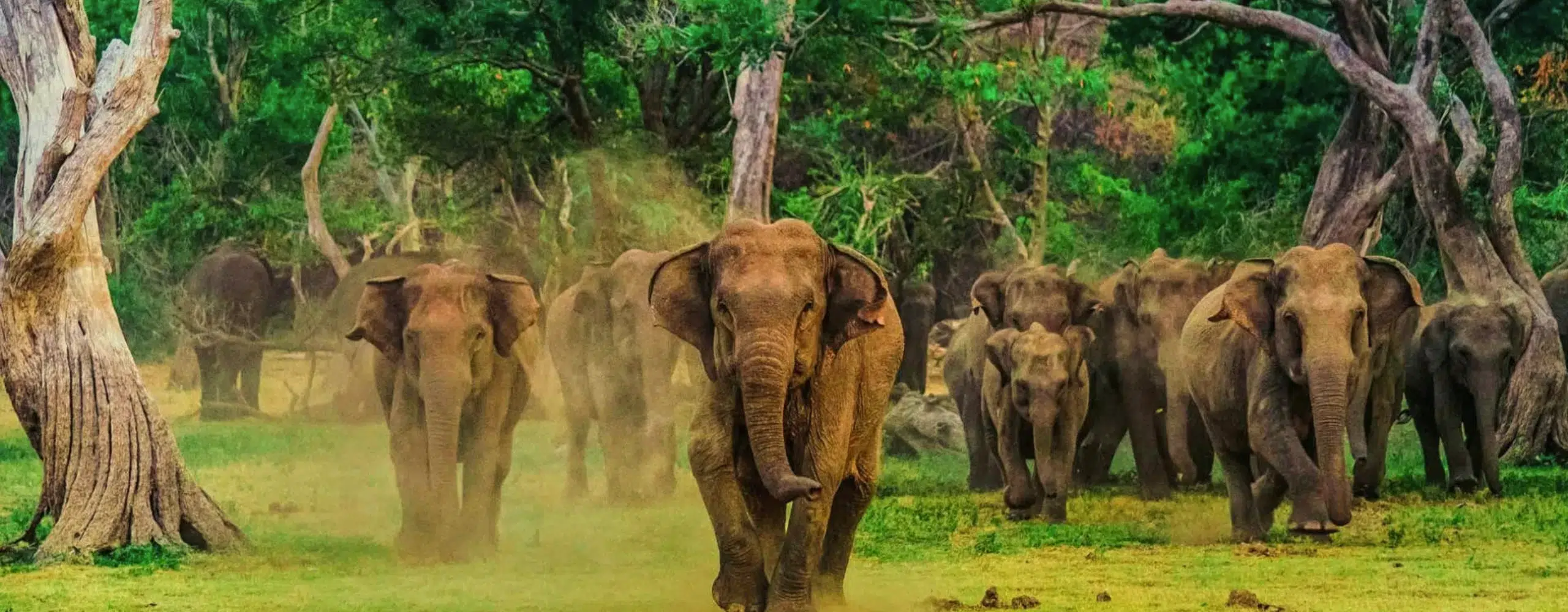 Sri Lanka: Luxury Wildlife and Culture Journey