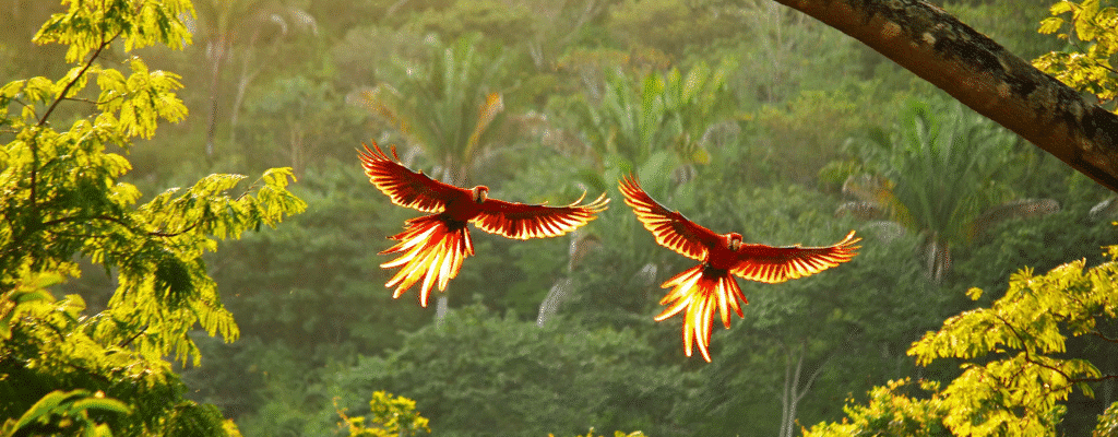 Luxury Honeymoon: Costa Rica