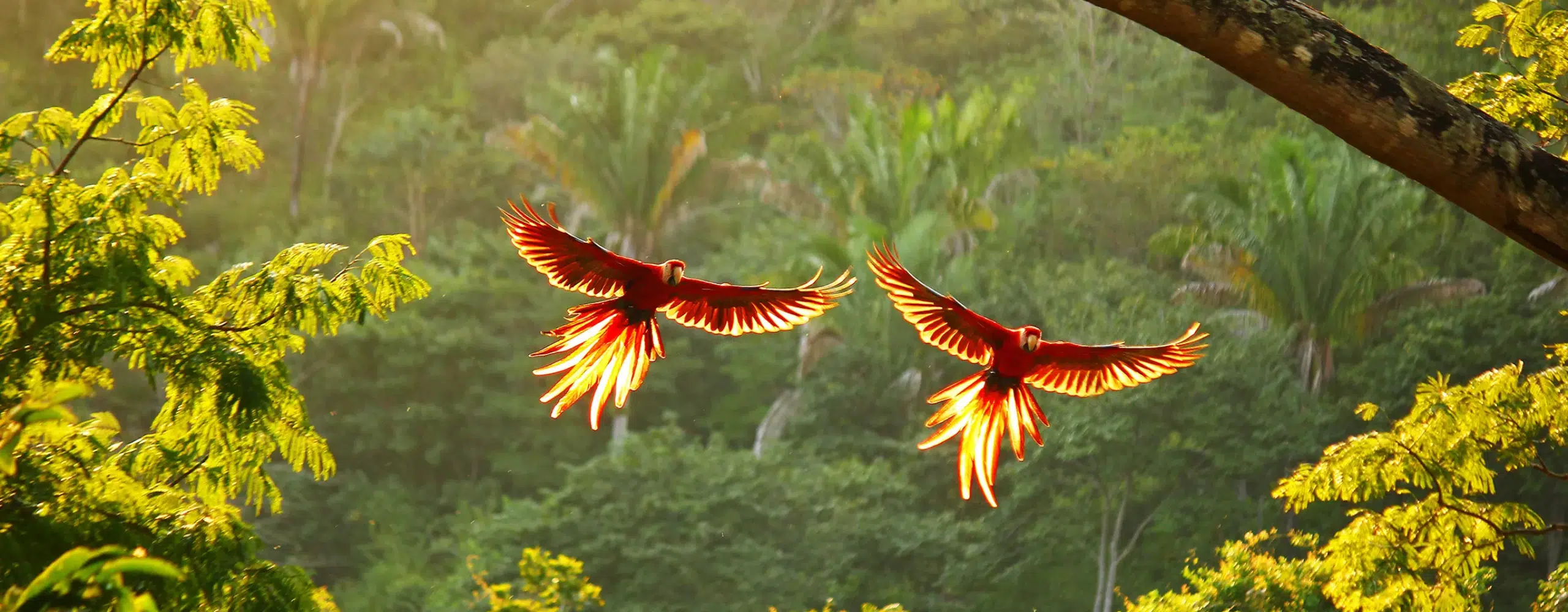 Luxury Honeymoon: Costa Rica