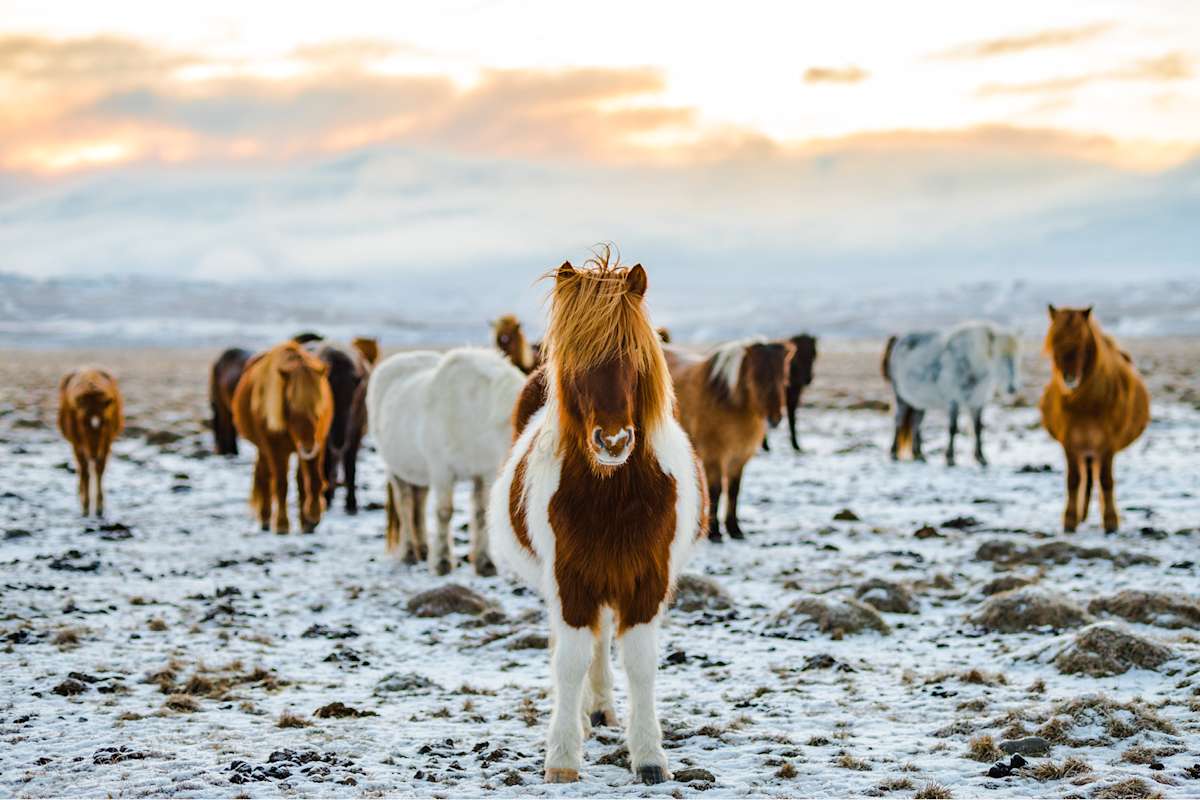 Day 3: The Golden Circle & Icelandic Horses