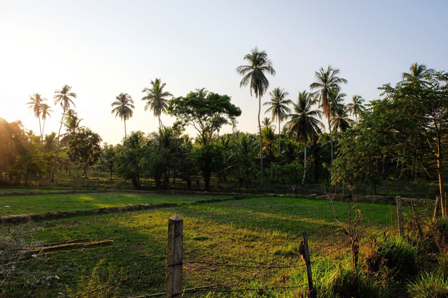 Days 1-2: Horathapola Estate 