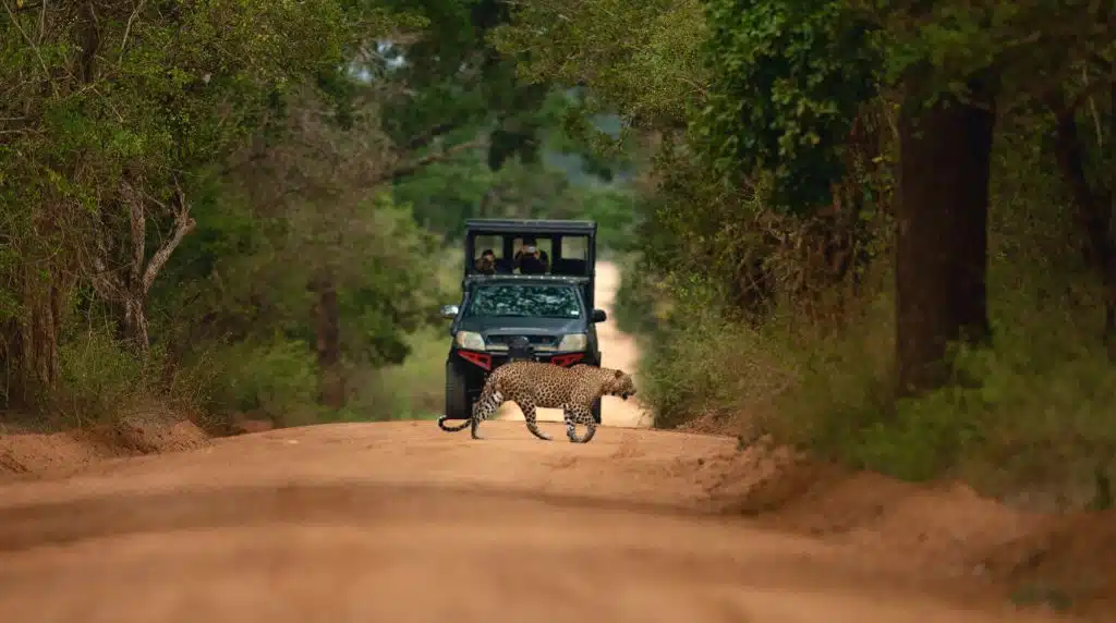 Yala National Park