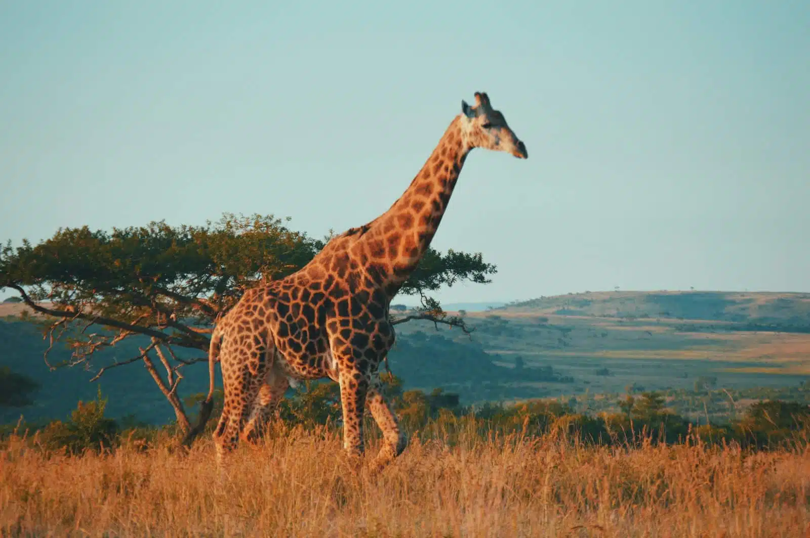 Why Big Five Safari Experience: Johannesburg to Madikwe