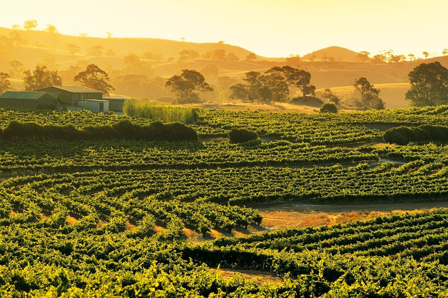 Days 6-8: Barossa Valley 