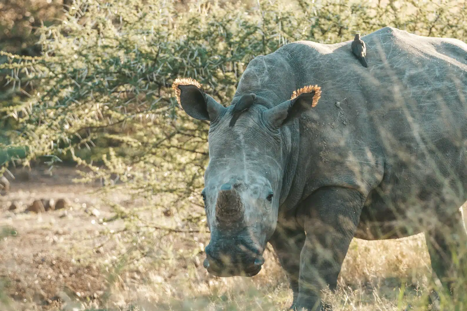 Farewell to South Africa
