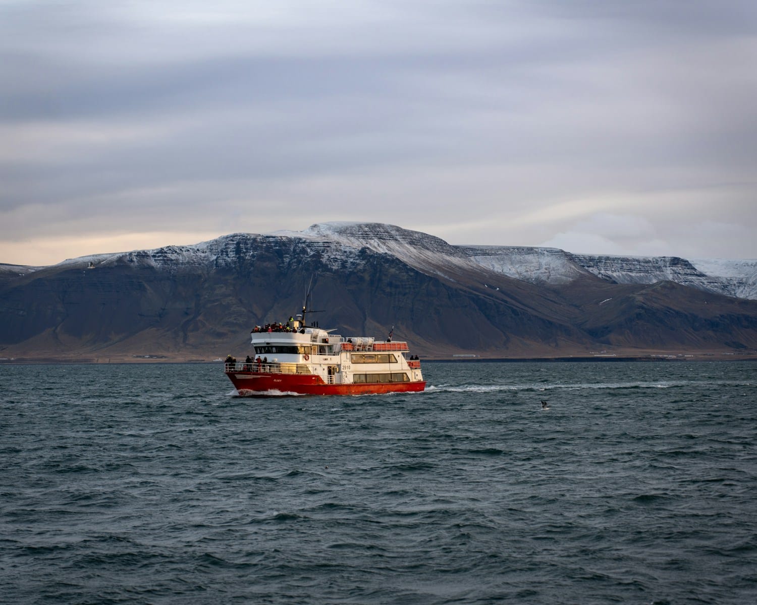 Day 2: Reykjavik & Whale Watching