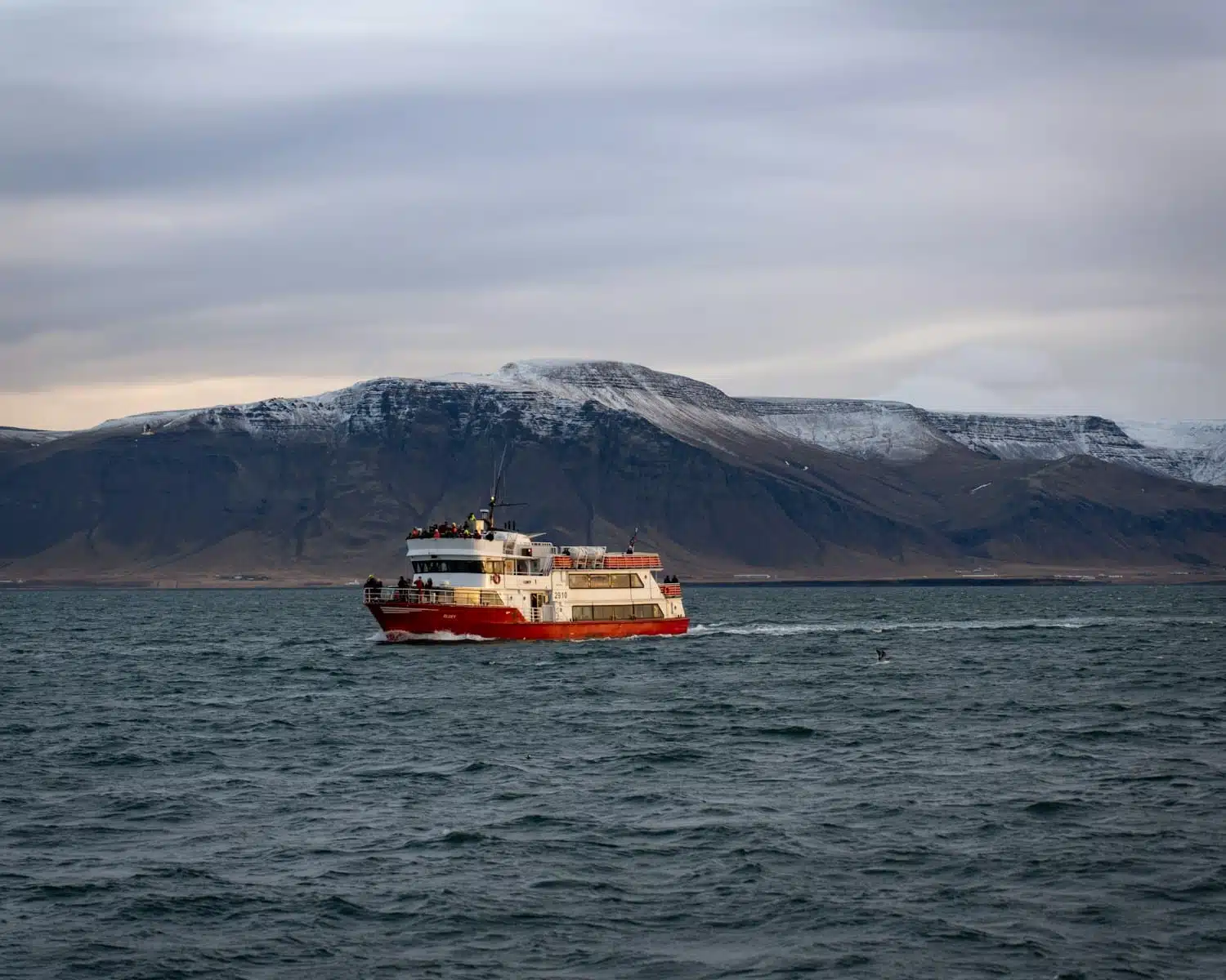 Reykjavik & Whale Watching