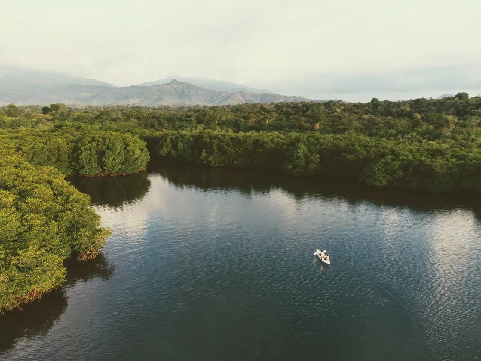 Mangrove Safari Adventure