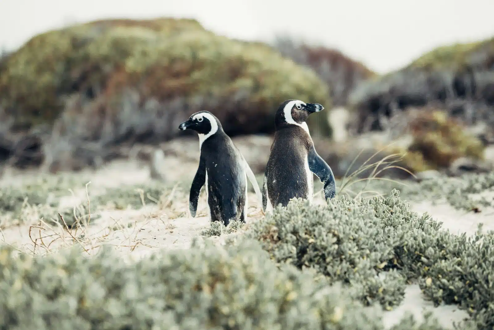Exploring Cape Town
