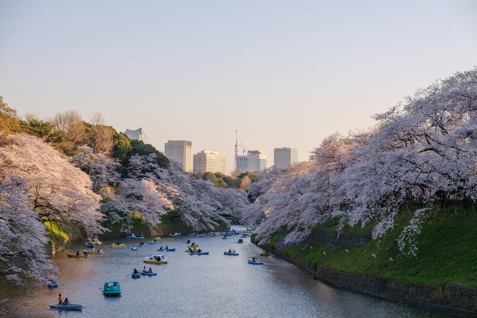 Why Luxury Japan Tour: Sakura Season in Tokyo & Kyoto