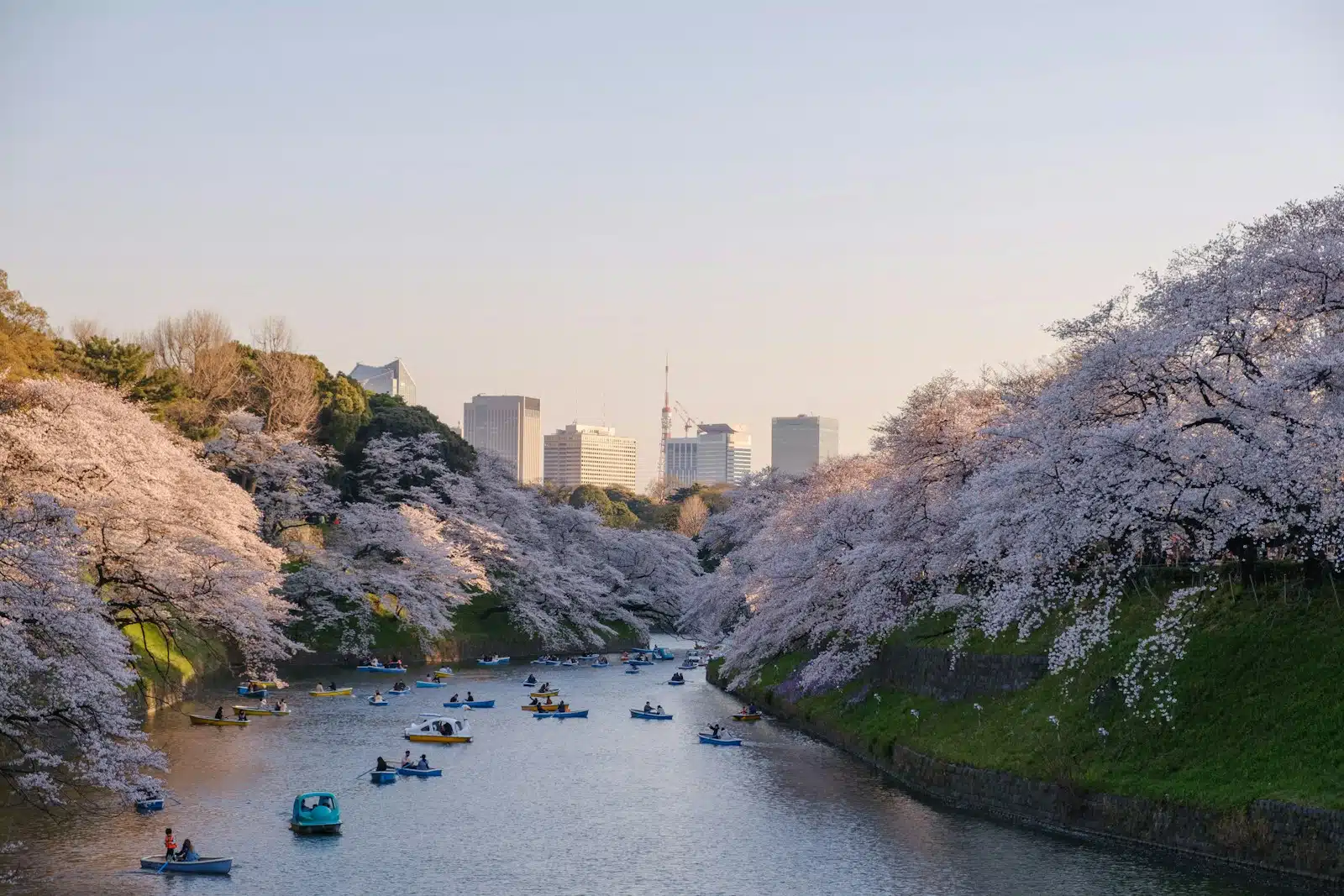 Why Japan Tour: Sakura Season in Tokyo & Kyoto