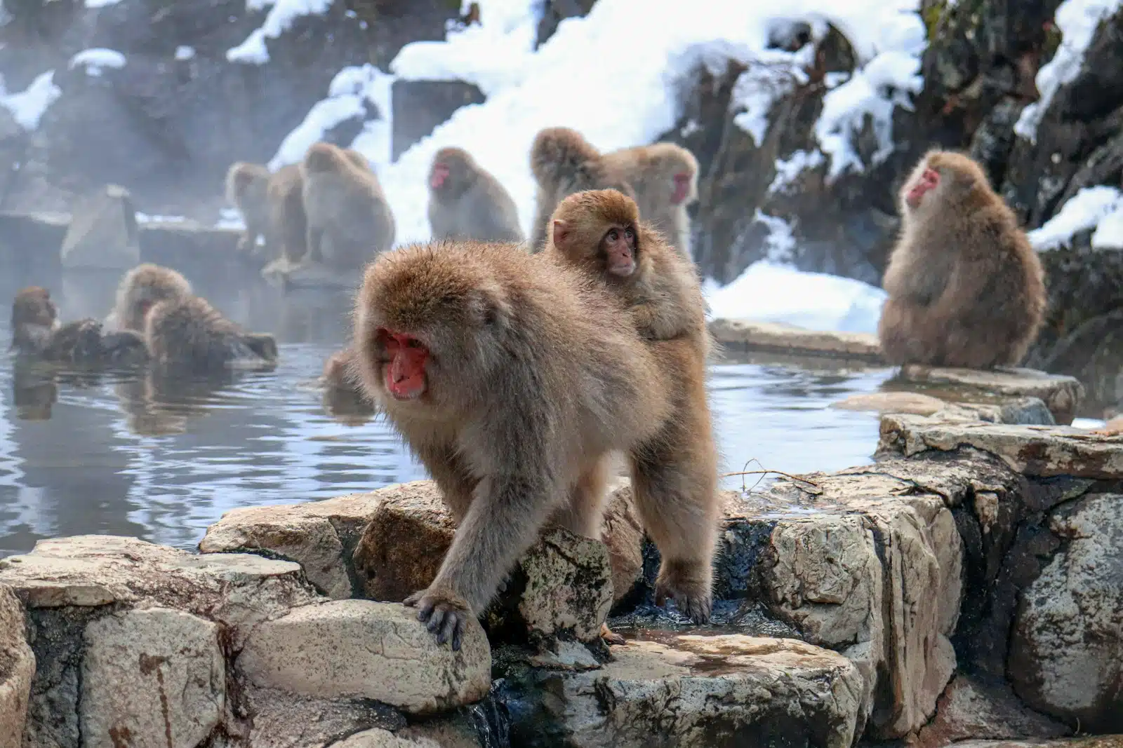 Snow Monkeys and Alpine Life
