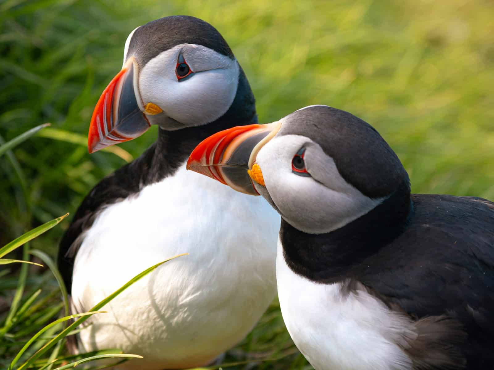 Day 4: Puffins & Volcanoes on the Westman Islands