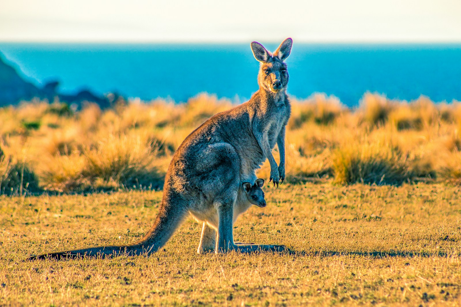 Days 1-4: Adelaide & Kangaroo Island