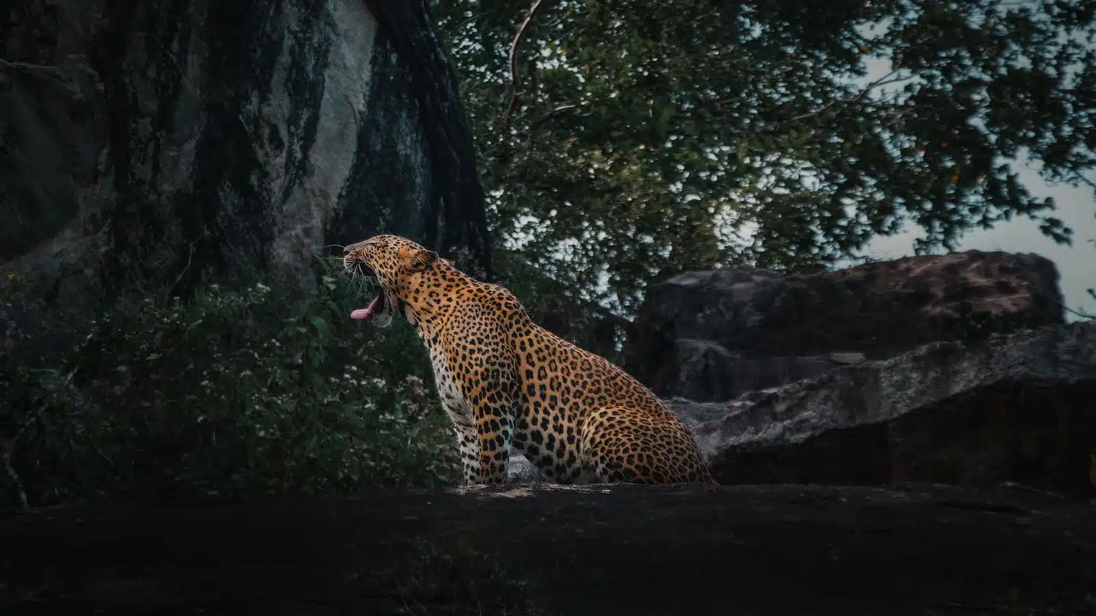 Ella & Yala National Park