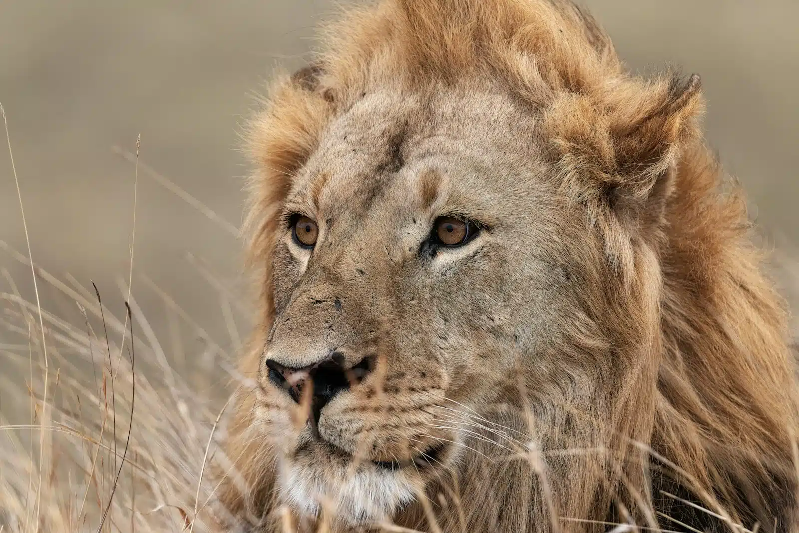 Life on Safari