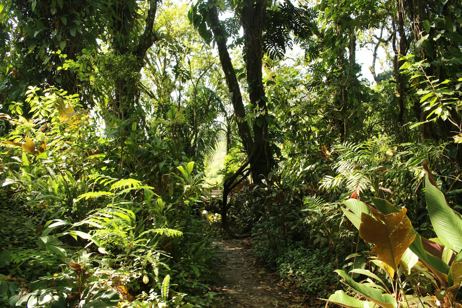 Days 7-8: Monteverde Cloudforest