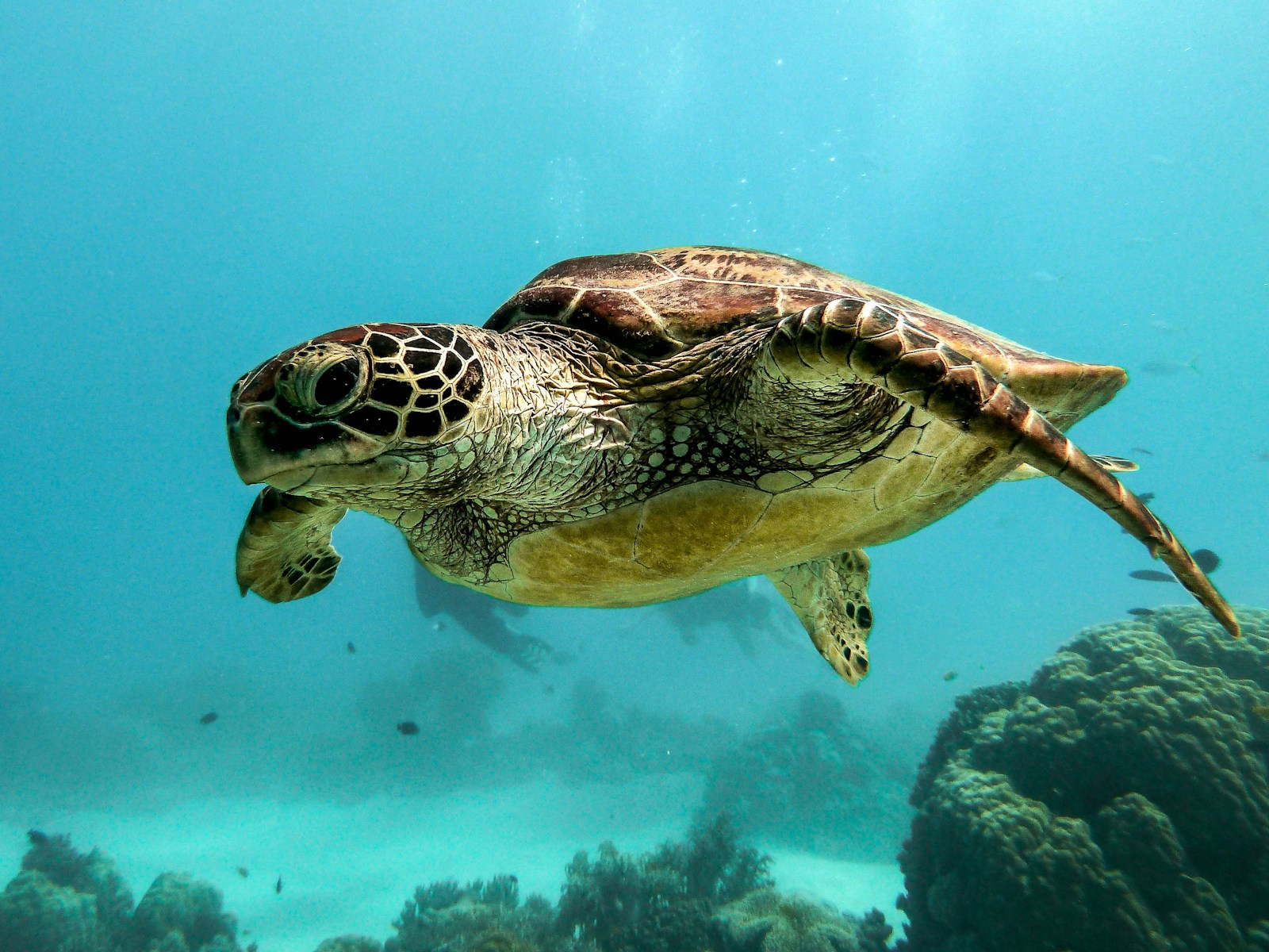 Days 3-4: Lagoon & Marine Life