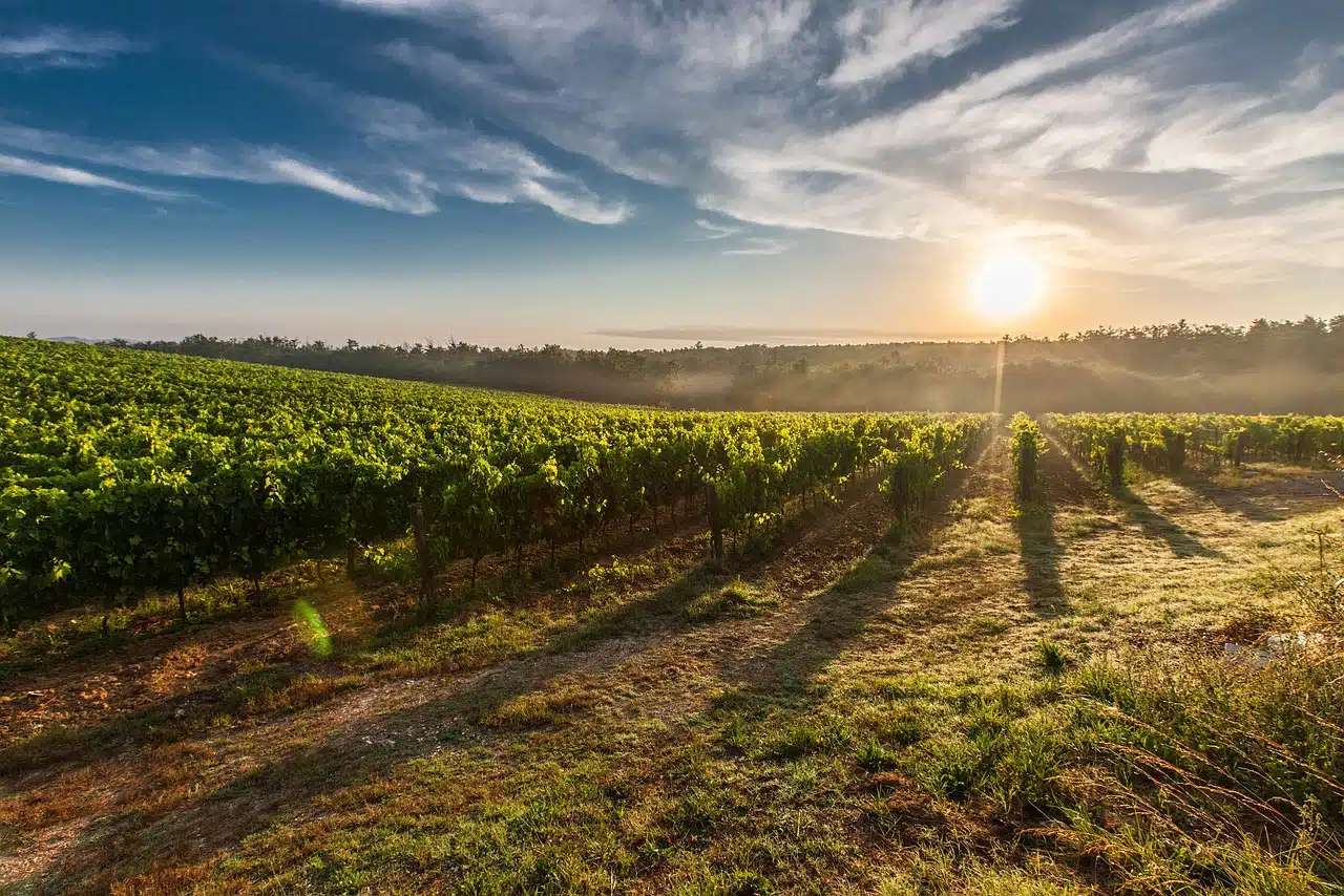 After Hours Vineyard Dinner in Hawkes Bay