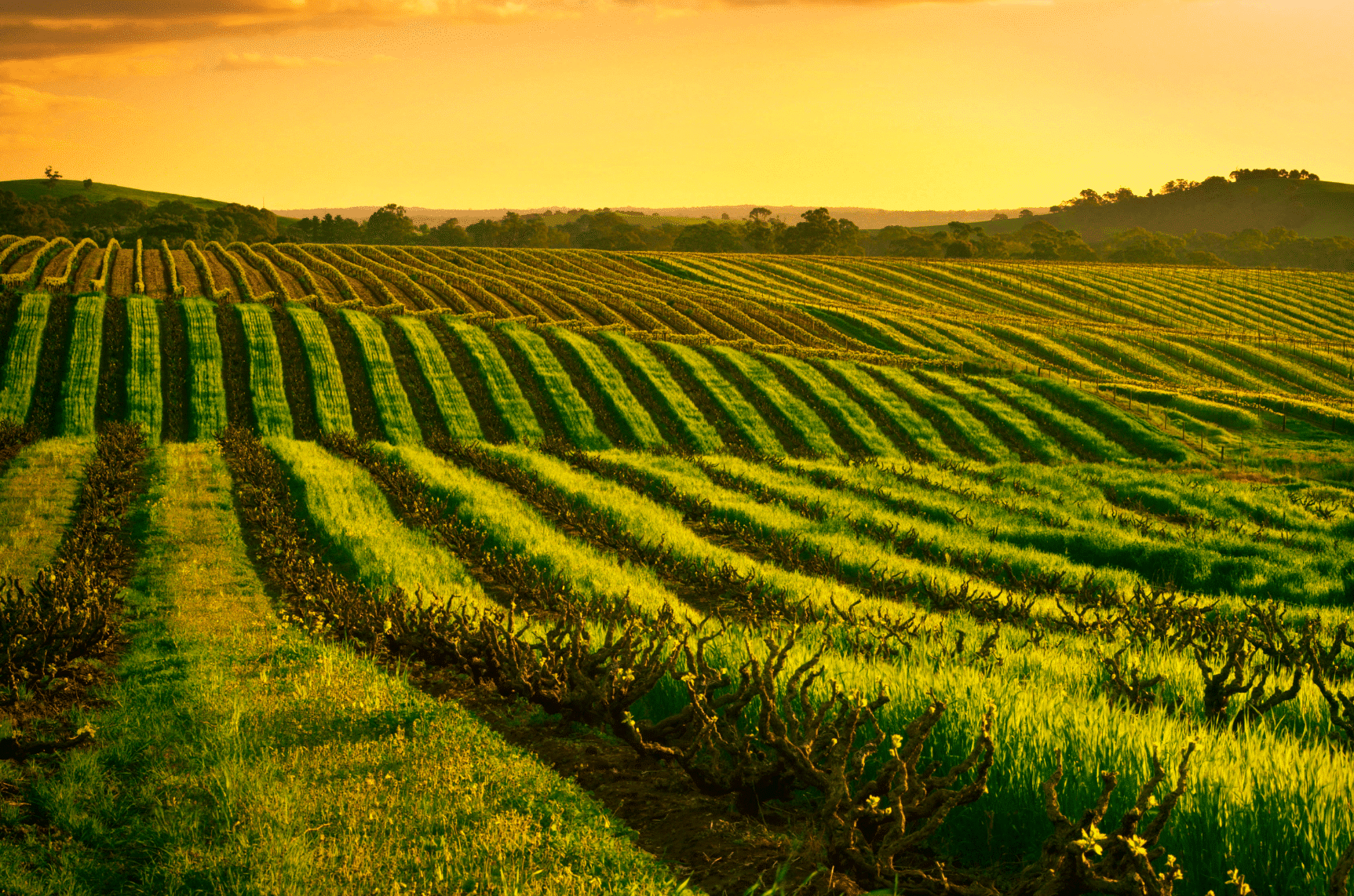 Barossa Valley, South Australia