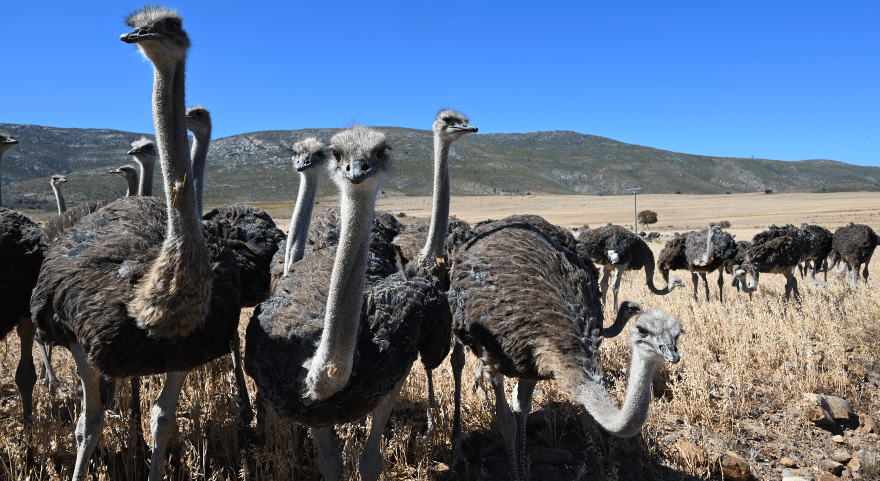 Days 6-7: Oudtshoorn & the Klein Karoo