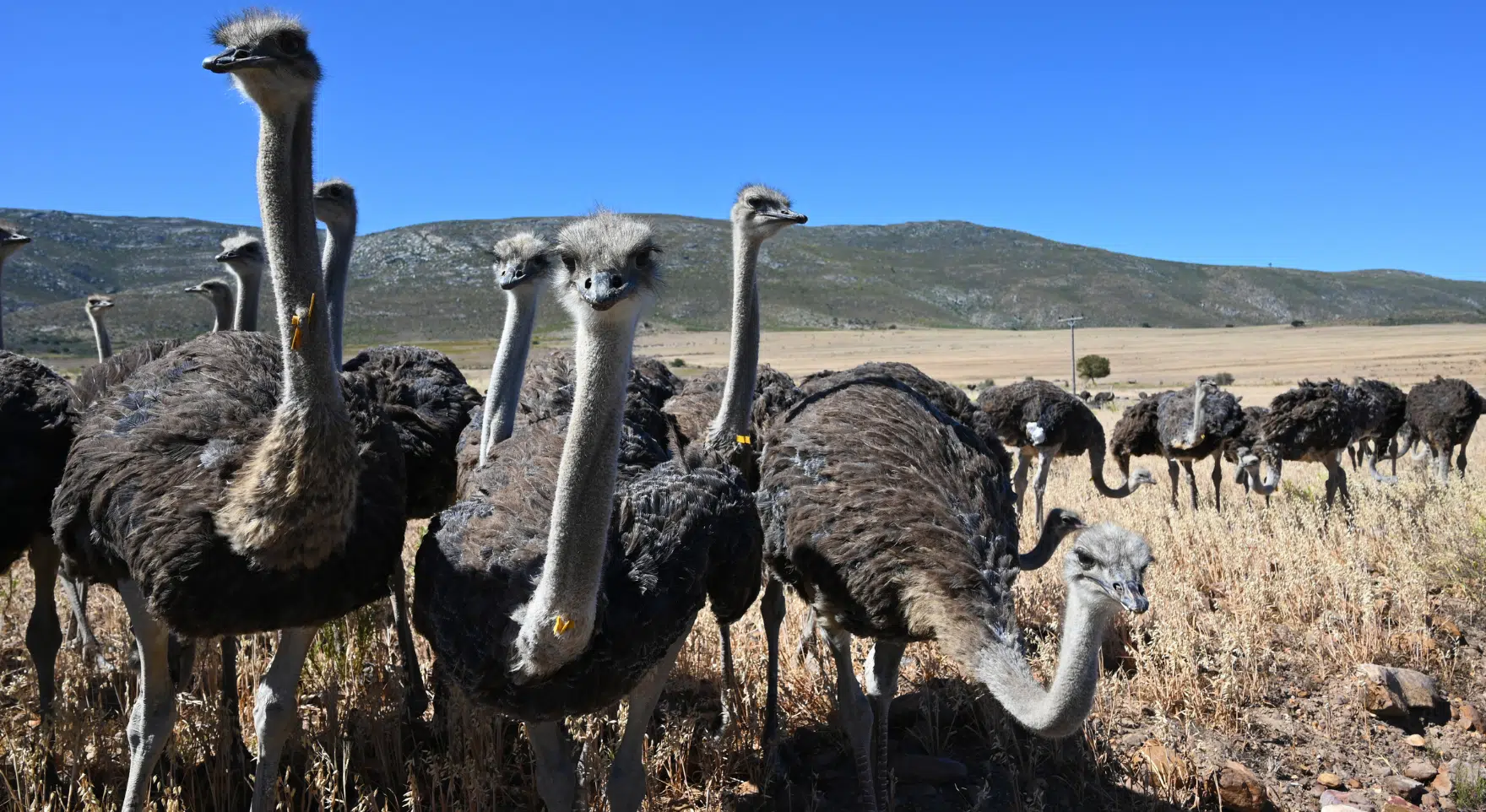 Oudtshoorn & the Klein Karoo
