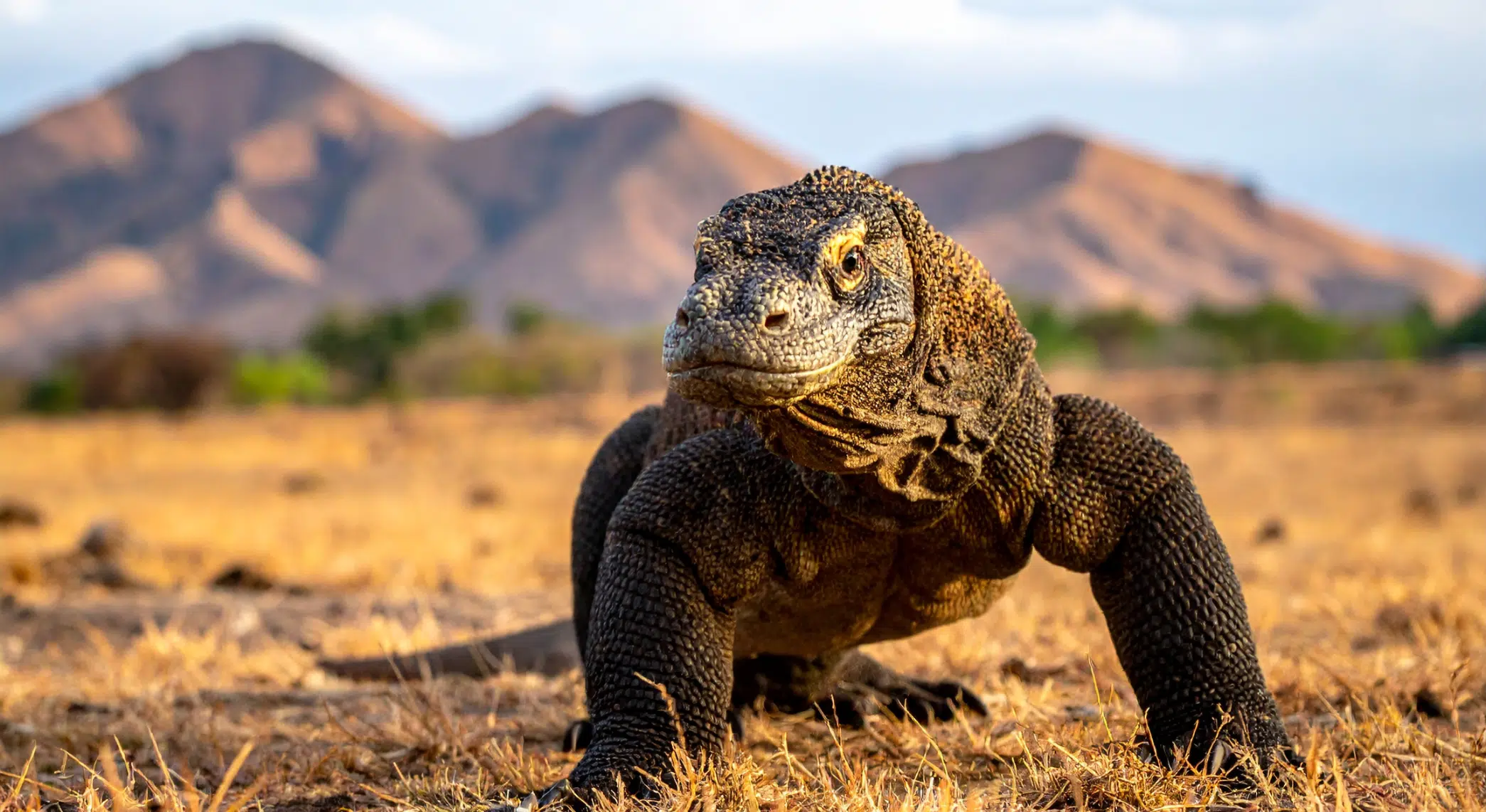 Lizard Island: The Reef's Northern Frontier