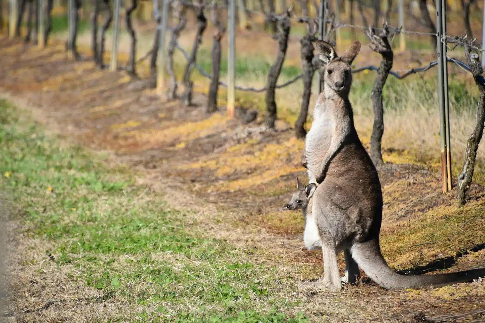 Hunter Valley, New South Wales