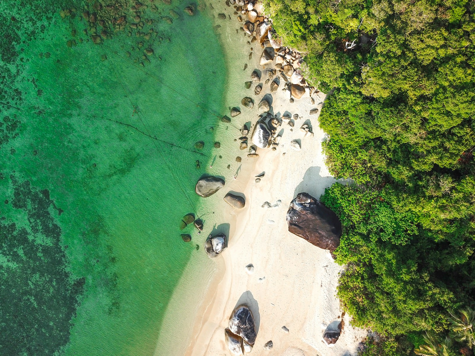 aerial photography of rocks and trees by the shore during daytime