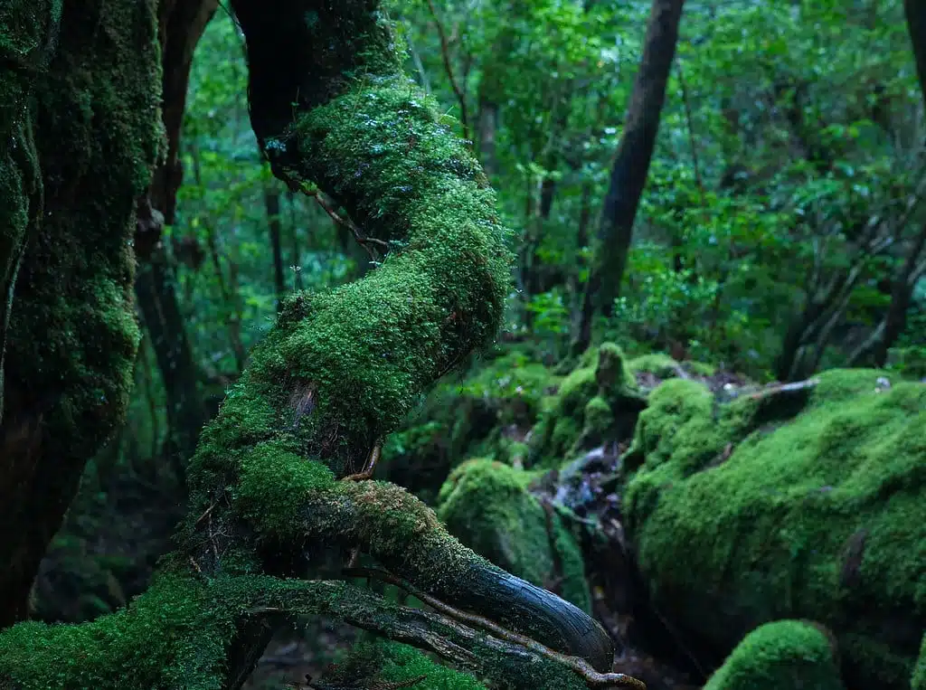 Forest Bathing with a Shinrin-Yoku Guide