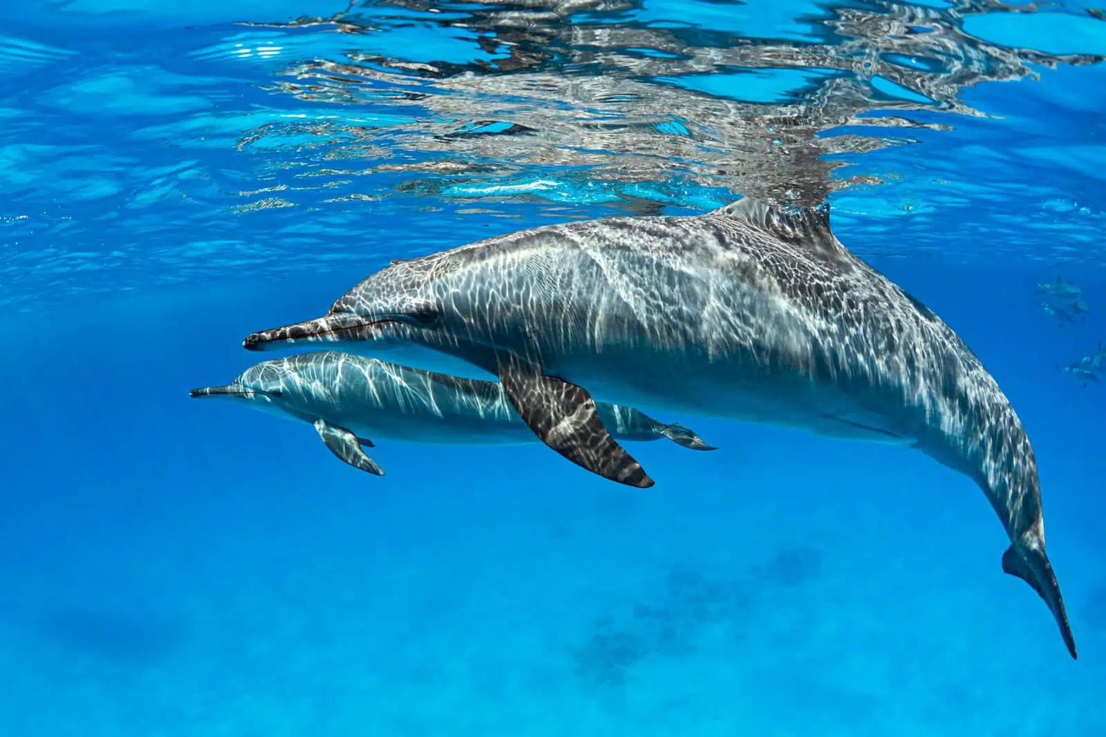 Sunset Dolphin Cruise
