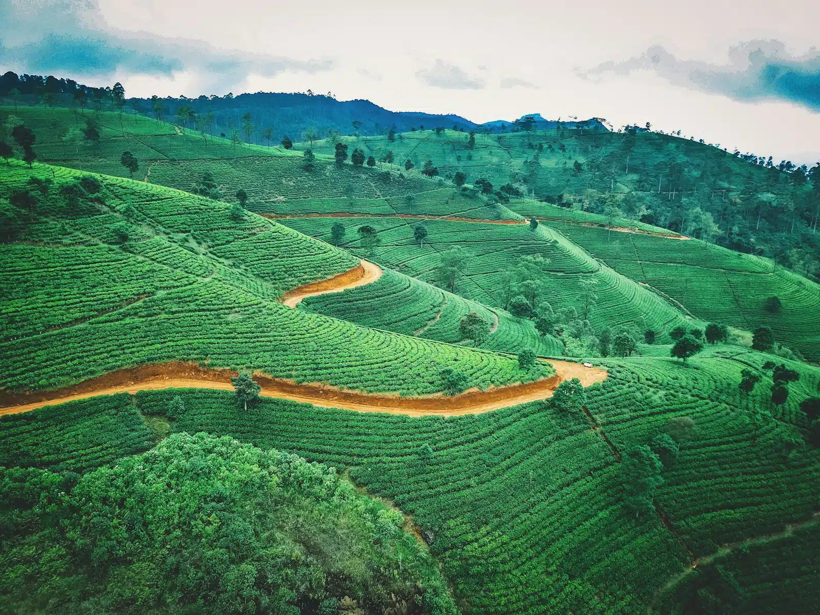 How Tea Actually Gets Made